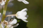 Buckwheat tree <BR>Black titi